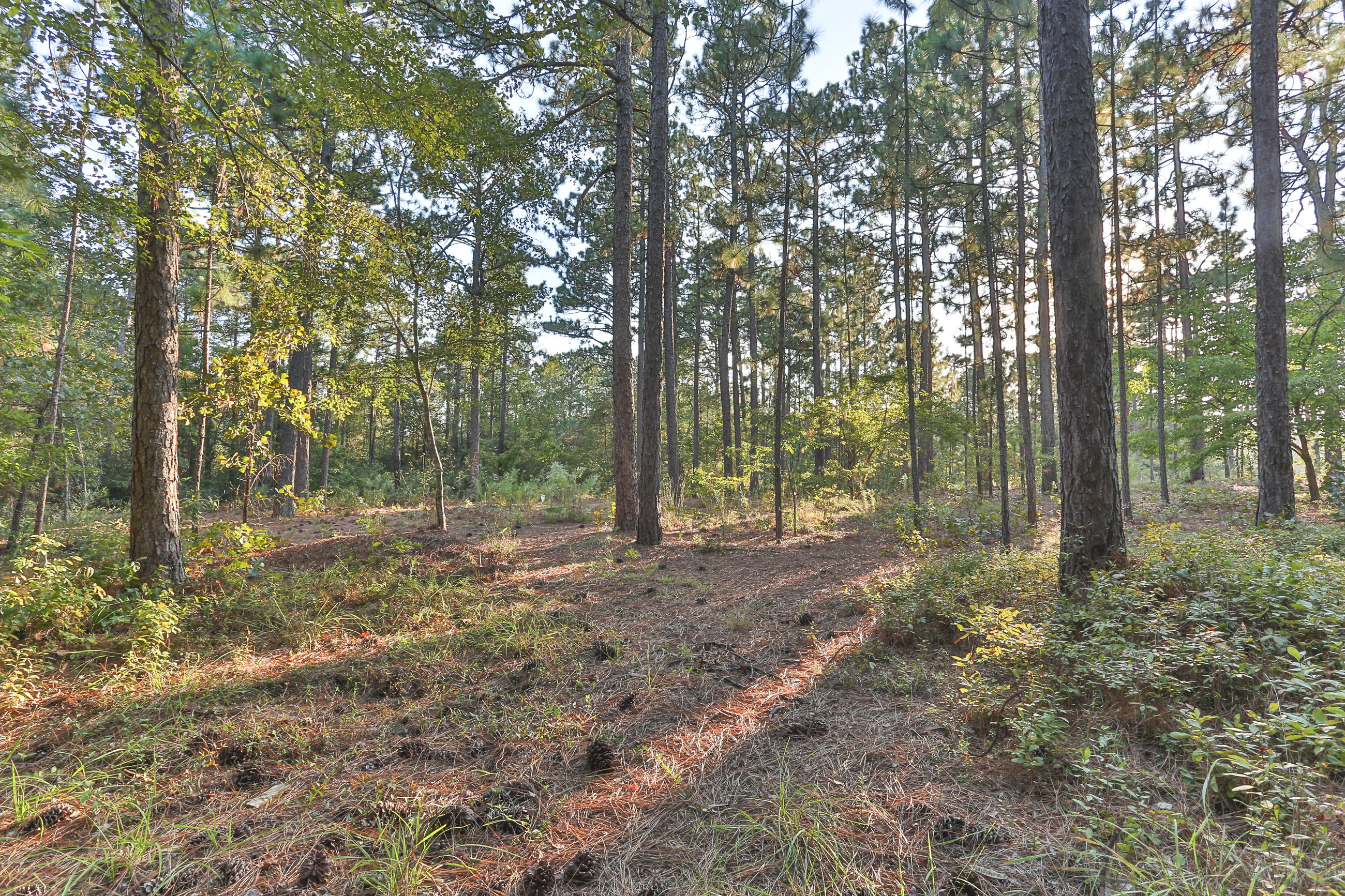 140 Fairway Drive Rockingham, NC 28379 - Photo 52 of 60 2Z1A6845