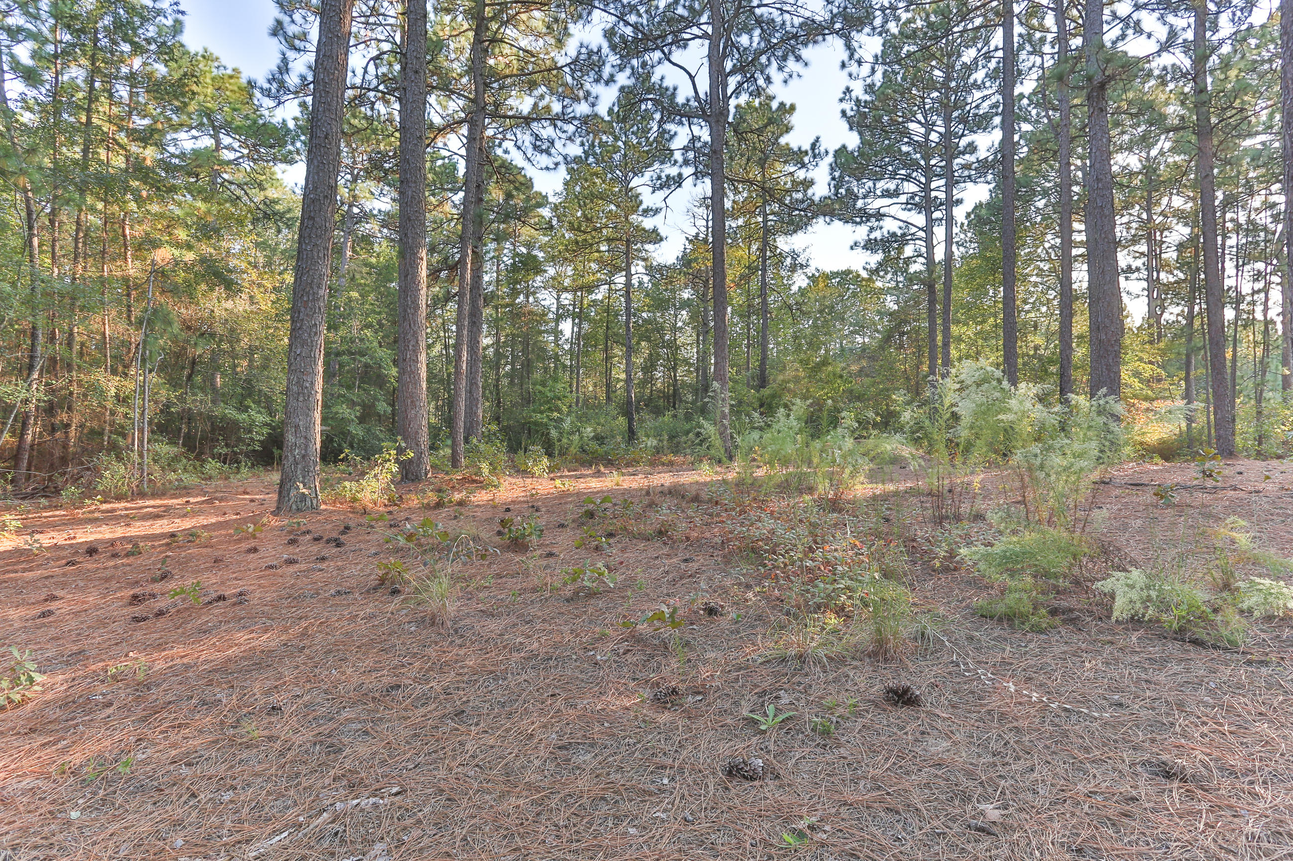 140 Fairway Drive Rockingham, NC 28379 - Photo 53 of 60 2Z1A6849