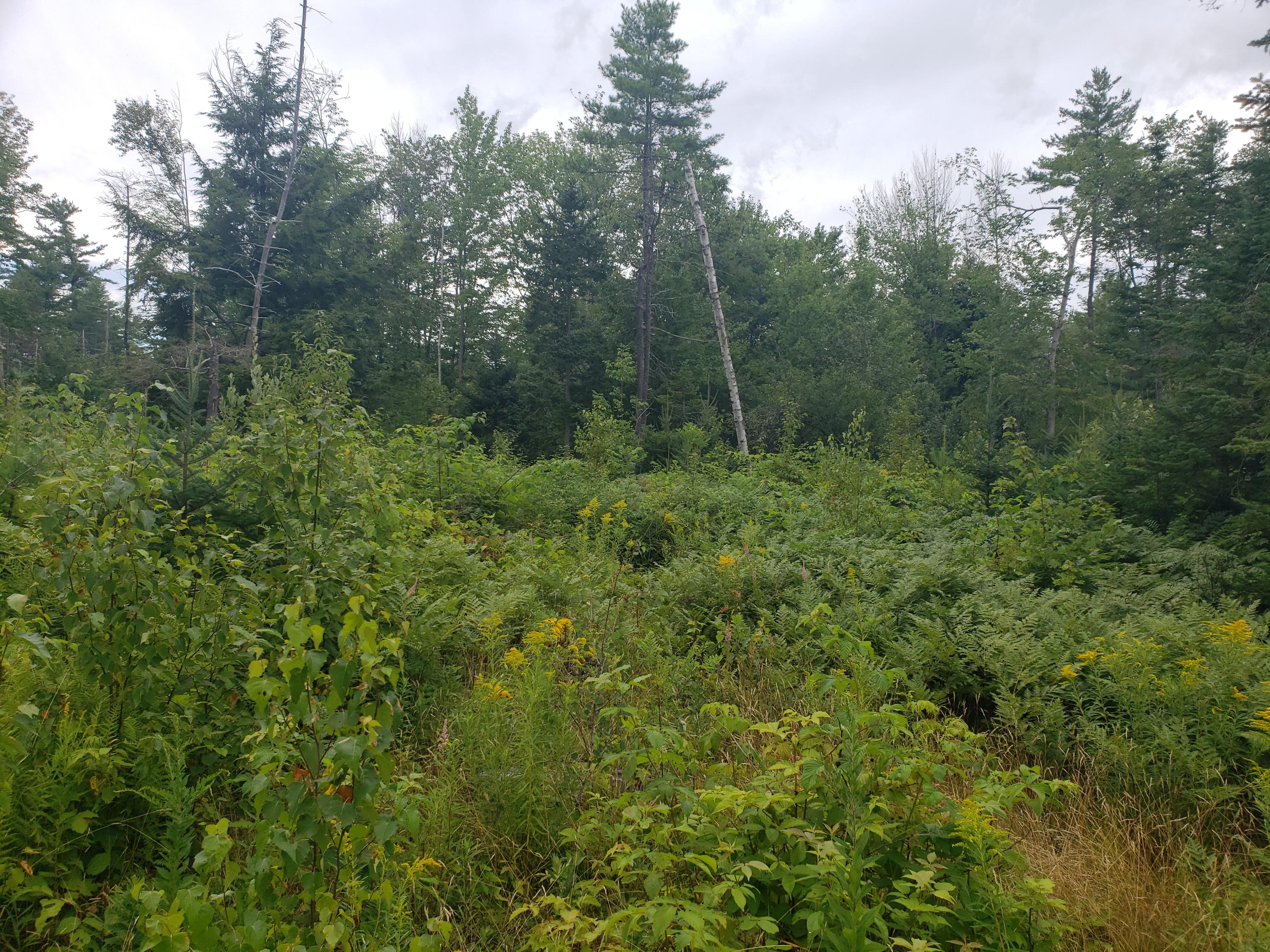 Tbd Lomie Rivers Road Jay, ME 04239 - Photo 23 of 30 20190813_131054