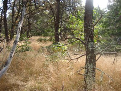 16 Whitmanville Road Truro, MA 02666 - Photo 1 of 1 a view of a tree in a yard