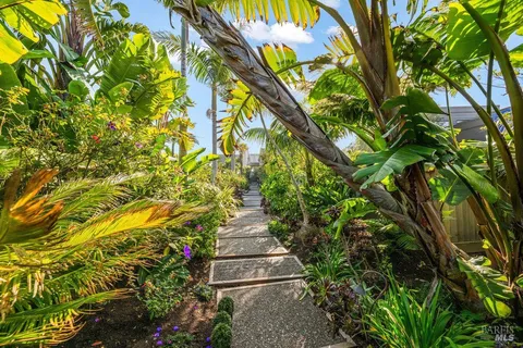 a view of a yard with plants and large trees