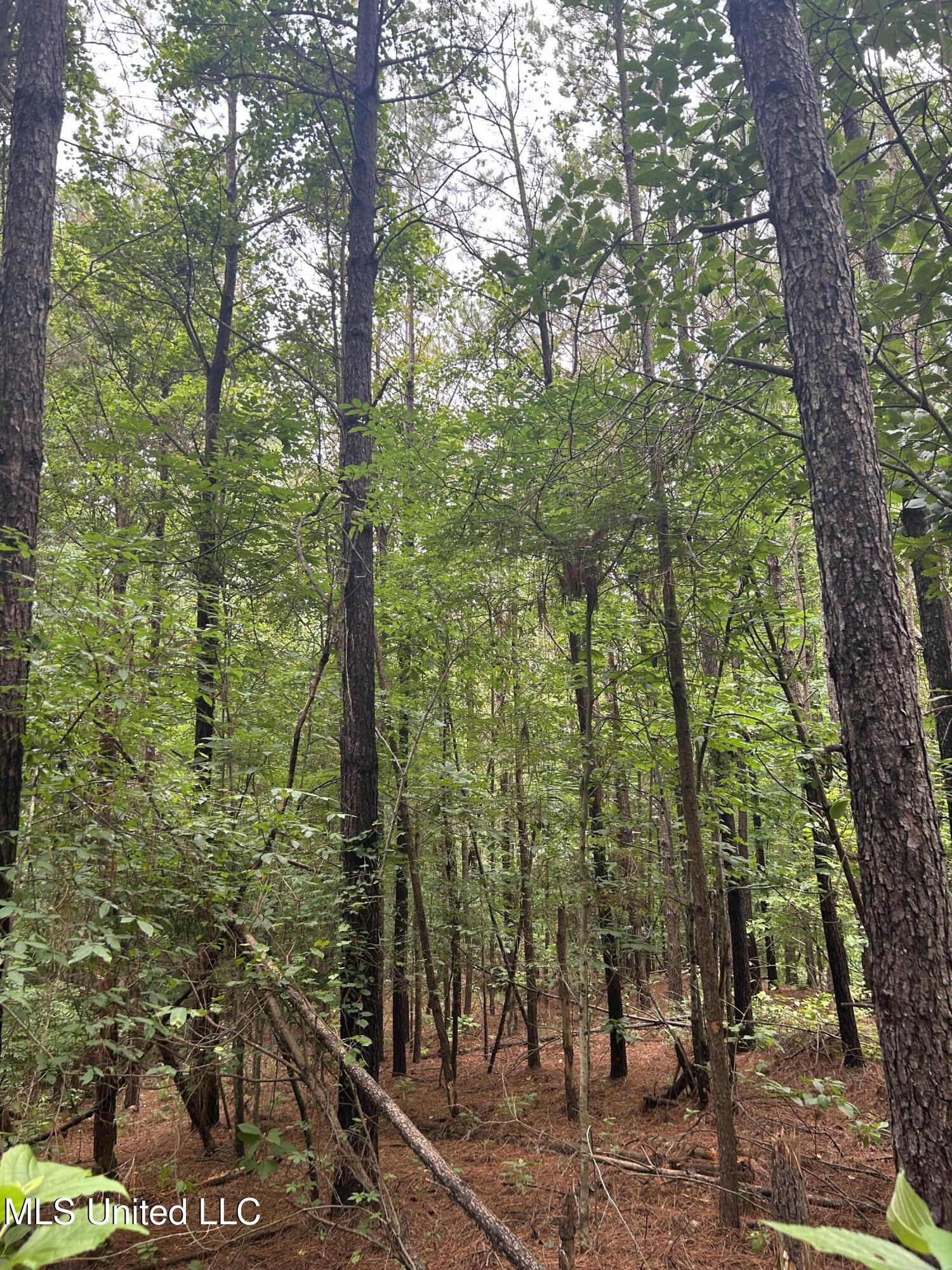 Pine Bluff Road Cruger, MS 38924 - Photo 6 of 8 IMG_1224