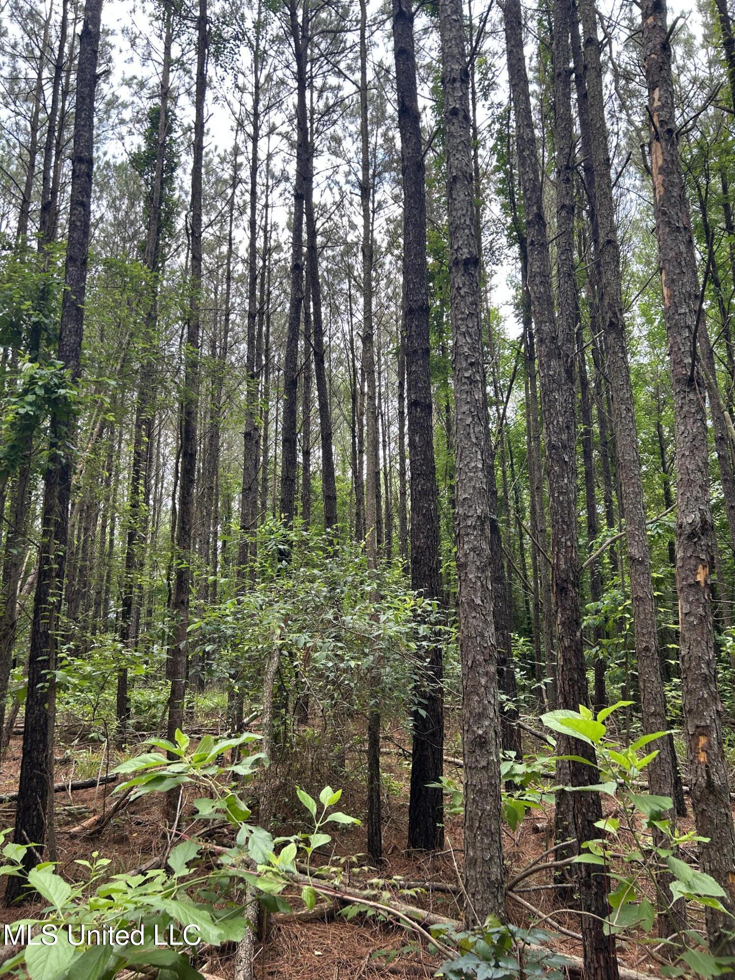 Pine Bluff Road Cruger, MS 38924 - Photo 7 of 8 IMG_1227