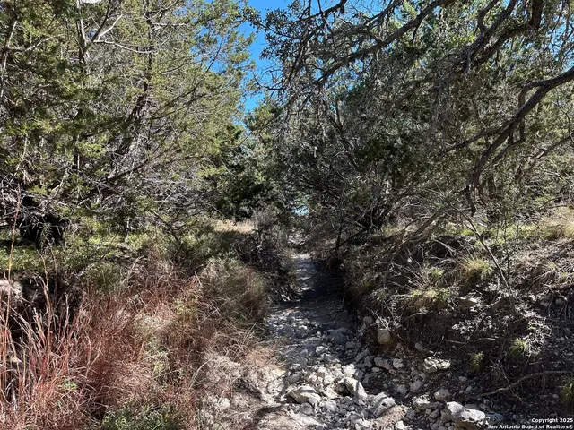 a view of a forest with lots of trees