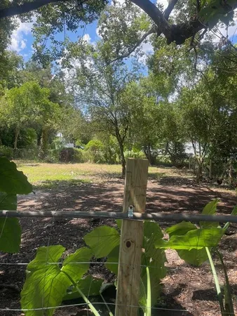 a view of a yard with plants and large trees