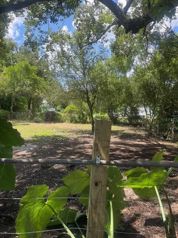 a view of a yard with plants and large trees