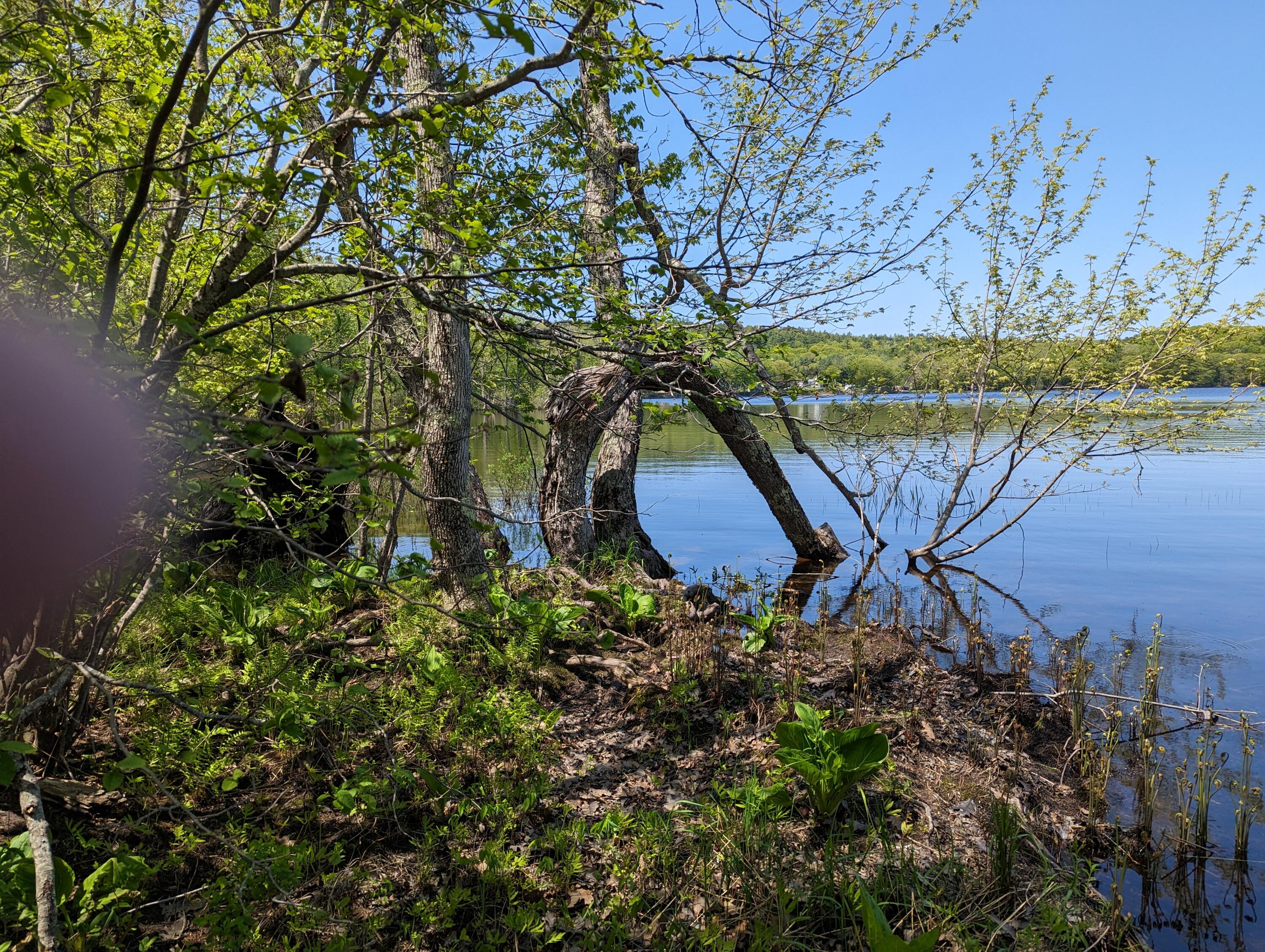 2 Sennebec Road Union, ME 04862 - Photo 4 of 17 PXL_20230523_164537689