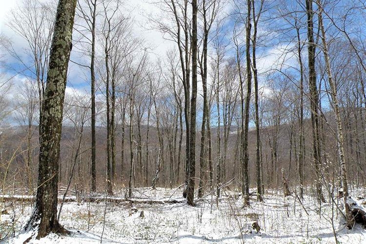 105 Vt Route North Troy, VT 05859 - Photo 3 of 21 Gallery Image 3