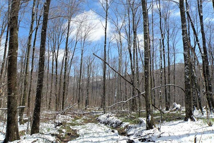 105 Vt Route North Troy, VT 05859 - Photo 4 of 21 Gallery Image 4