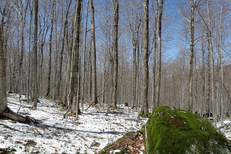 105 Vt Route North Troy, VT 05859 - Photo 7 of 21 Gallery Image 7