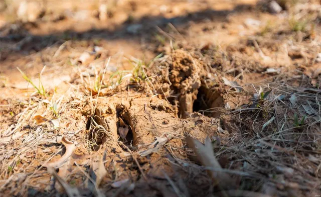 $859,000 | 0 County Road 1117, Madison, MO 65263