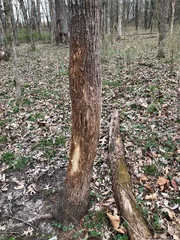 $859,000 | 0 County Road 1117, Madison, MO 65263