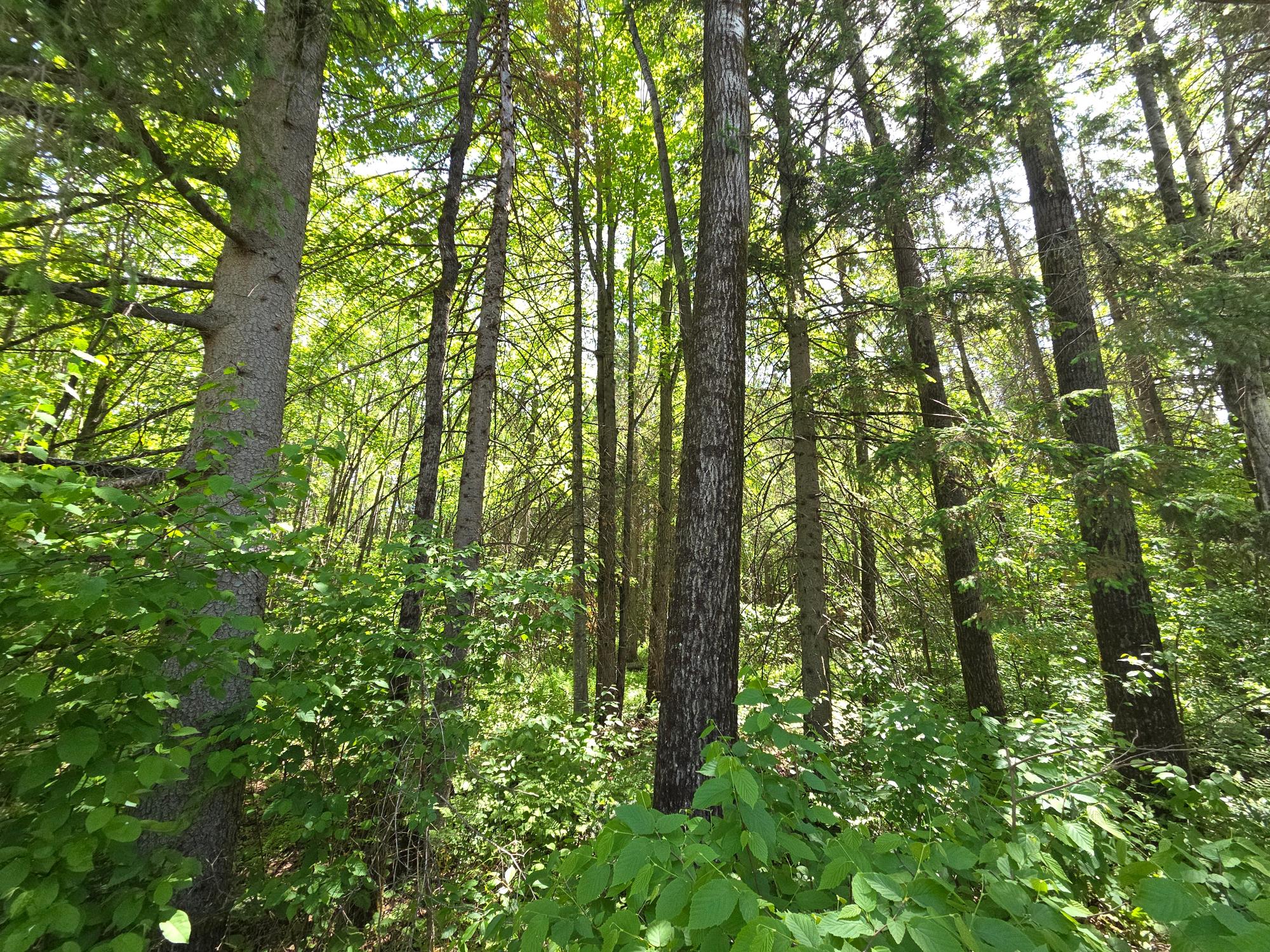 On East Solberg Lake Road, Unit LOT 6 Phillips, WI 54555 - Photo 1 of 6