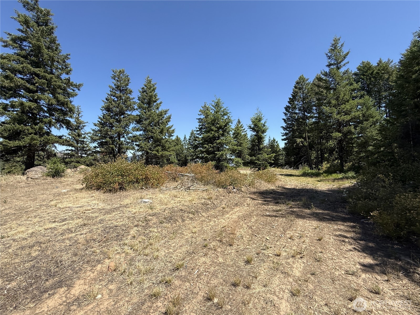135 Slippery Hill Lane Republic, WA 99166 - Photo 11 of 14 a view of a yard with a tree