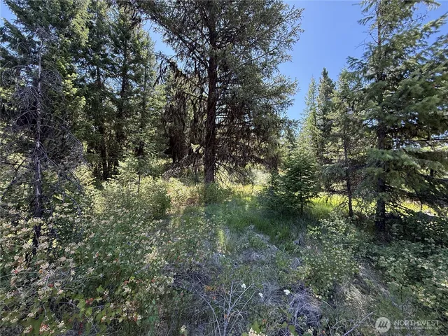a view of a forest with lots of trees