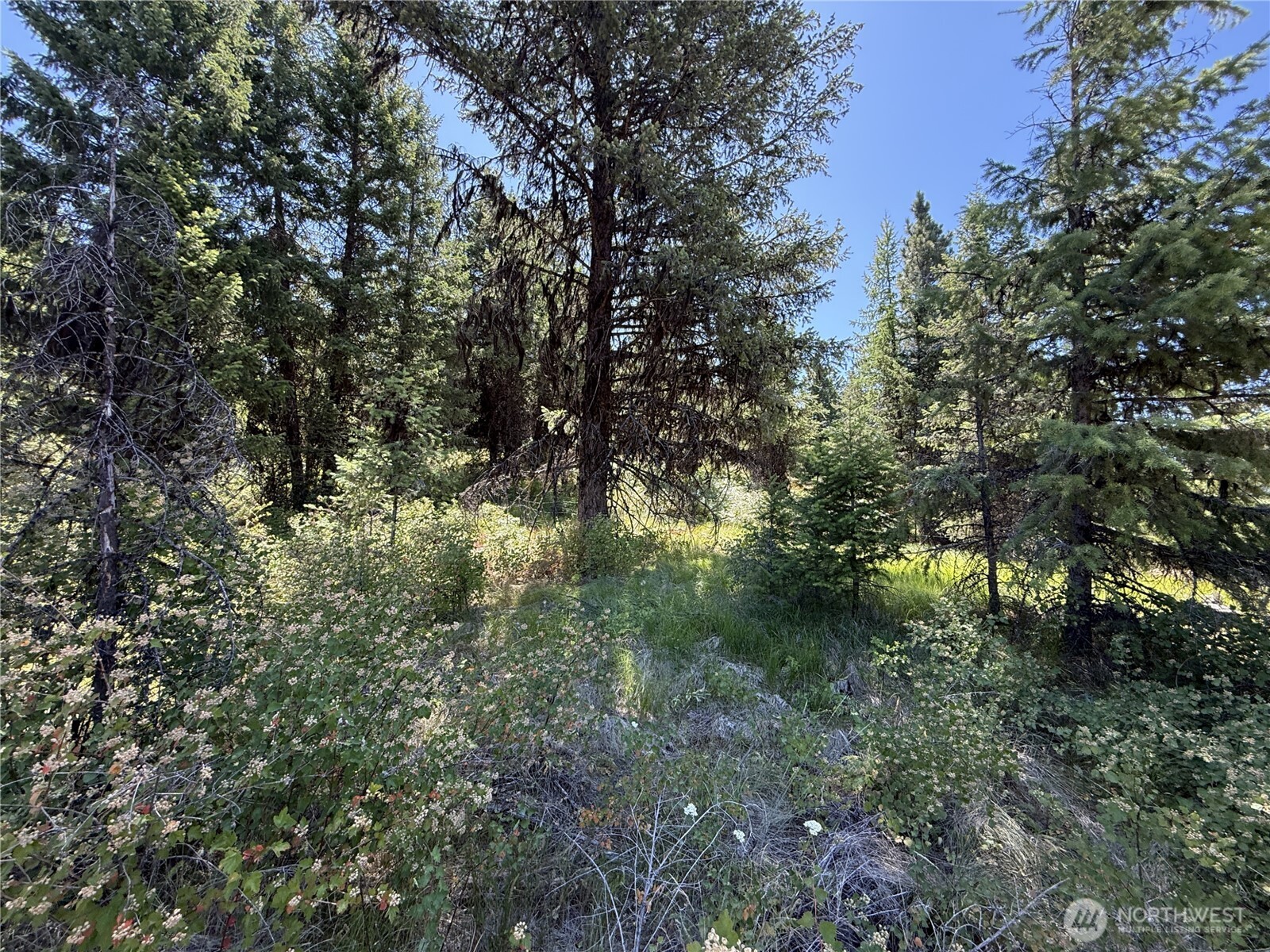 135 Slippery Hill Lane Republic, WA 99166 - Photo 12 of 14 a view of a forest with lots of trees