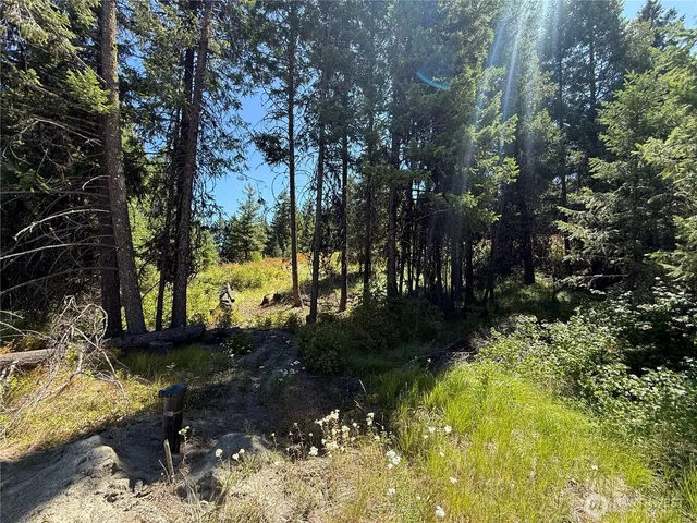 a view of a yard with plants and trees