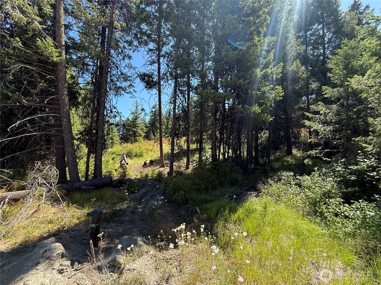 135 Slippery Hill Lane Republic, WA 99166 - Photo 14 of 14 a view of a yard with plants and trees