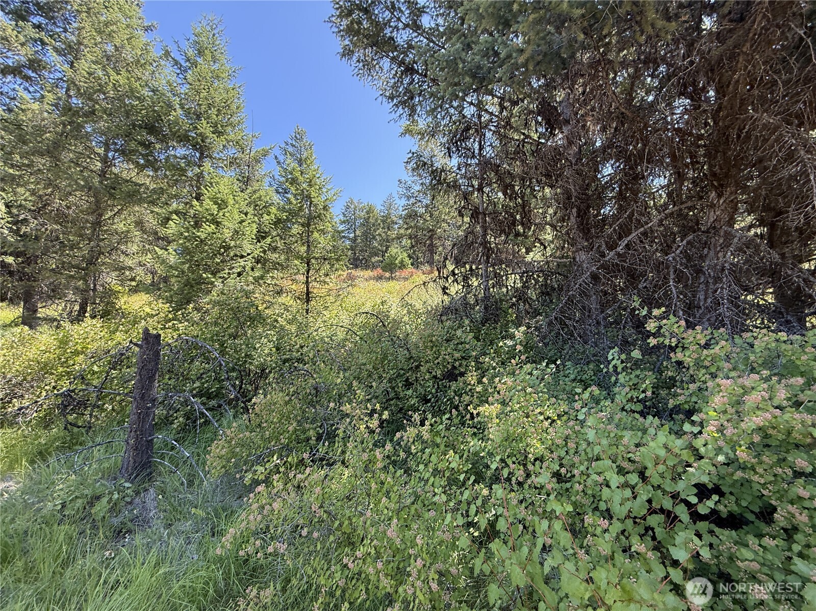 135 Slippery Hill Lane Republic, WA 99166 - Photo 4 of 14 a view of a yard with a tree