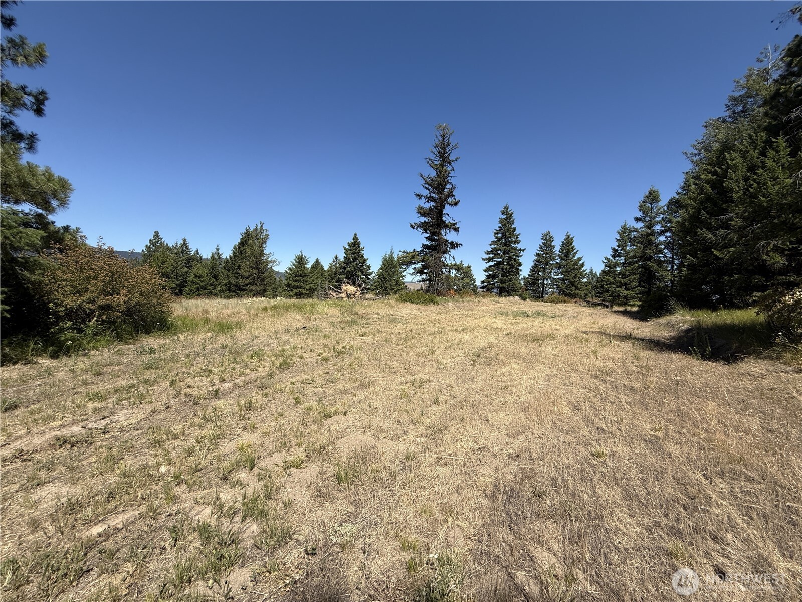 135 Slippery Hill Lane Republic, WA 99166 - Photo 5 of 14 a view of a field with trees in the background