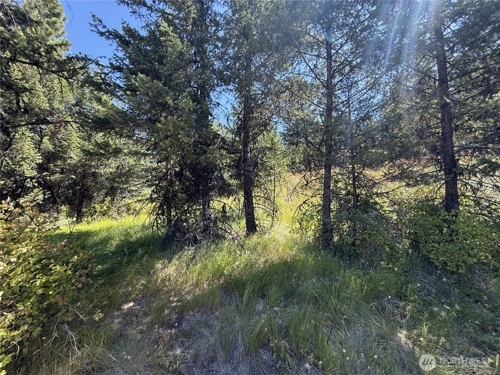 135 Slippery Hill Lane Republic, WA 99166 - Photo 6 of 14 a view of forest