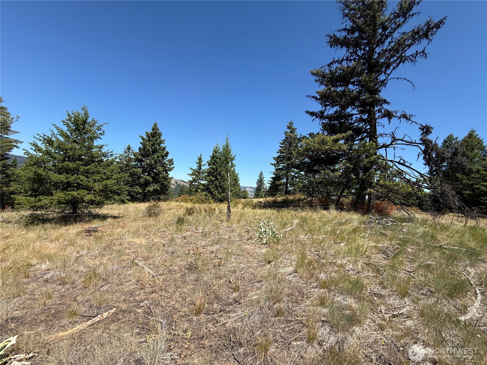 135 Slippery Hill Lane Republic, WA 99166 - Photo 9 of 14 a view of a yard with trees