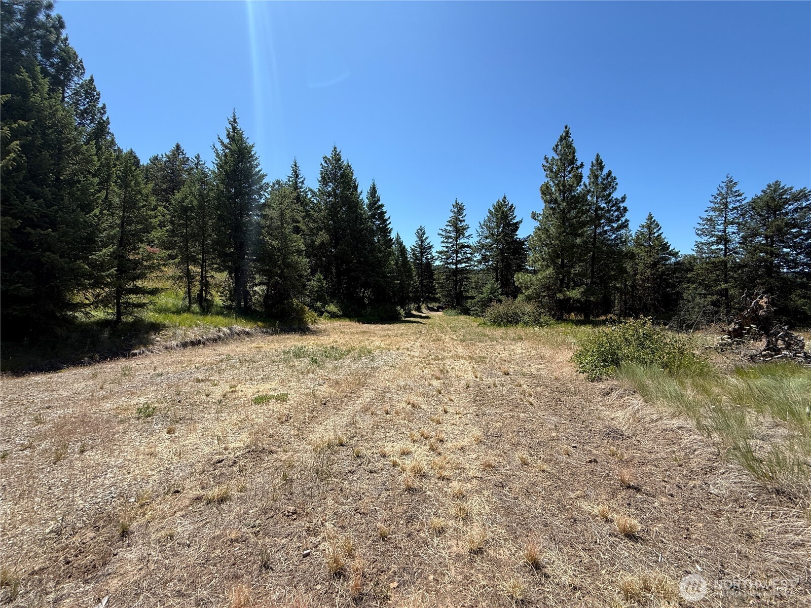 135 Slippery Hill Lane Republic, WA 99166 - Photo 10 of 14 a view of a yard with trees