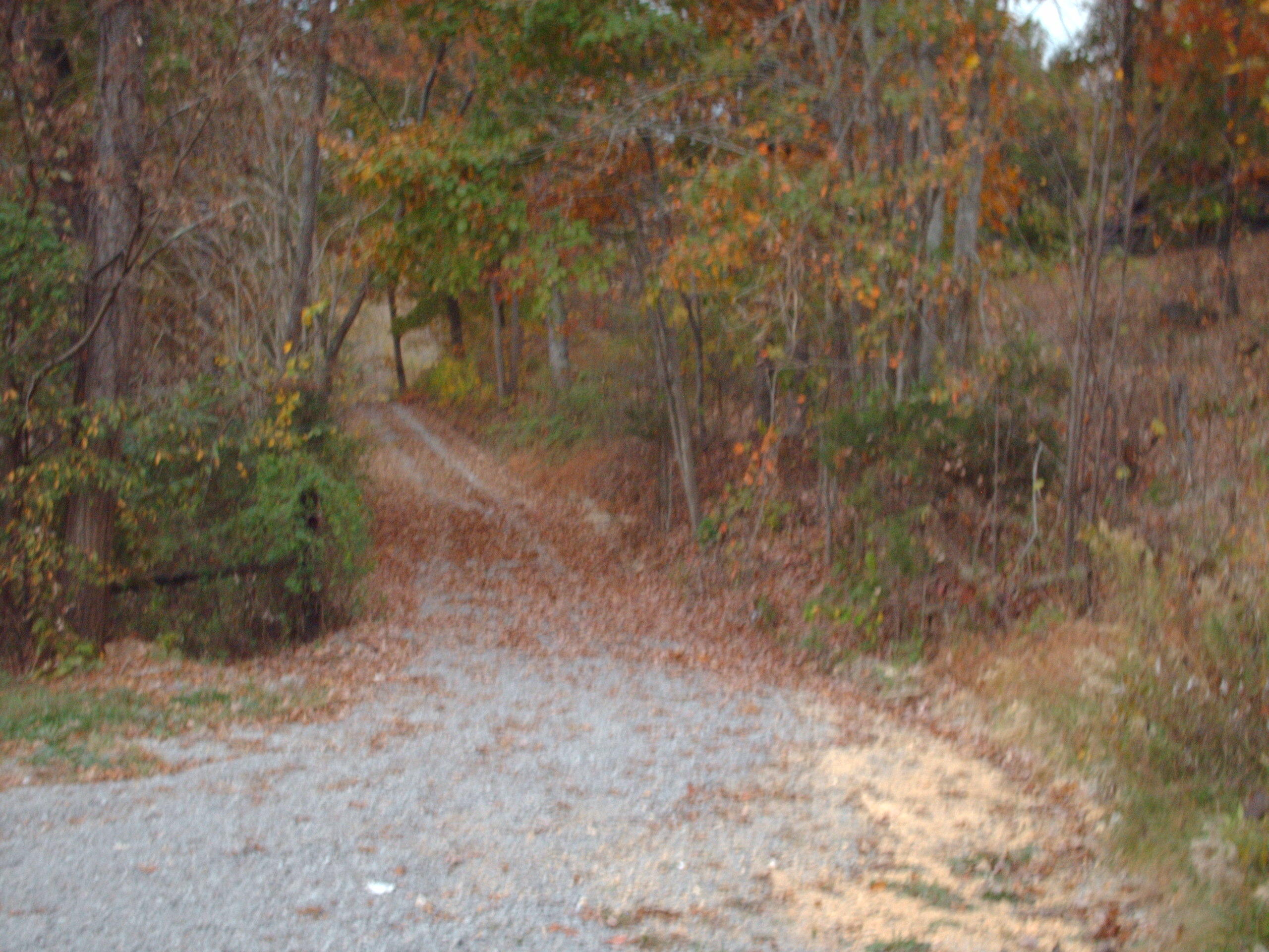 427 Loy Road Speedwell, TN 37870 - Photo 12 of 18 Lane to Loy