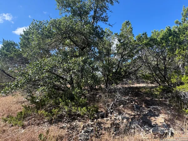 a view of a tree