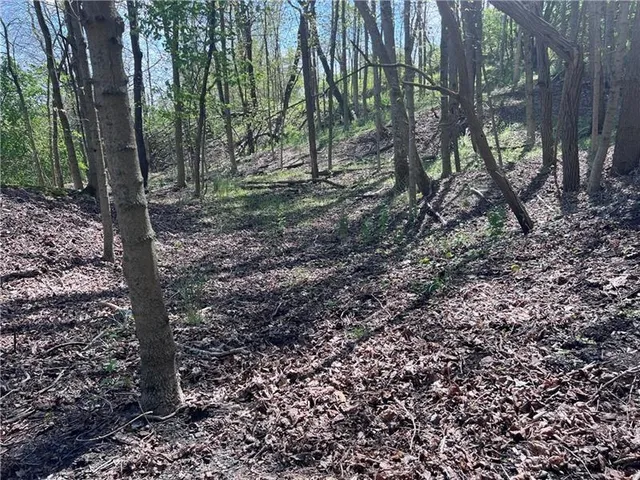 a view of a forest with trees