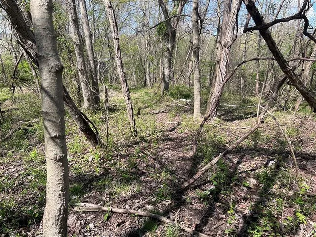 a view of backyard with tree