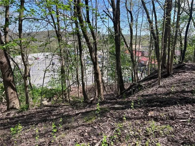 a view of a forest filled with trees