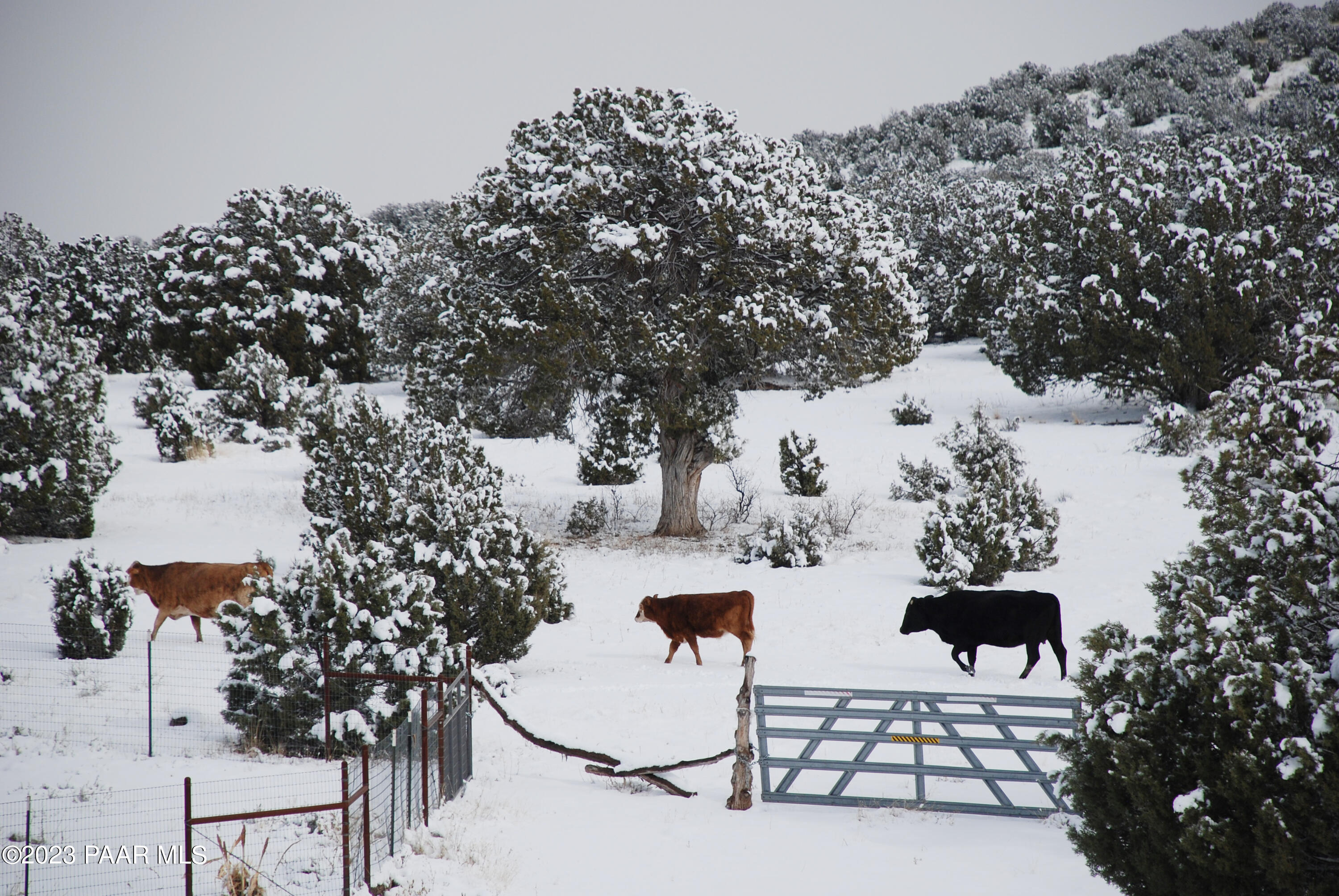 2625 West Nighthawk Road Chino Valley, AZ 86323 - Photo 40 of 42 Winter Wonderland - 2625 Night Hawk Road