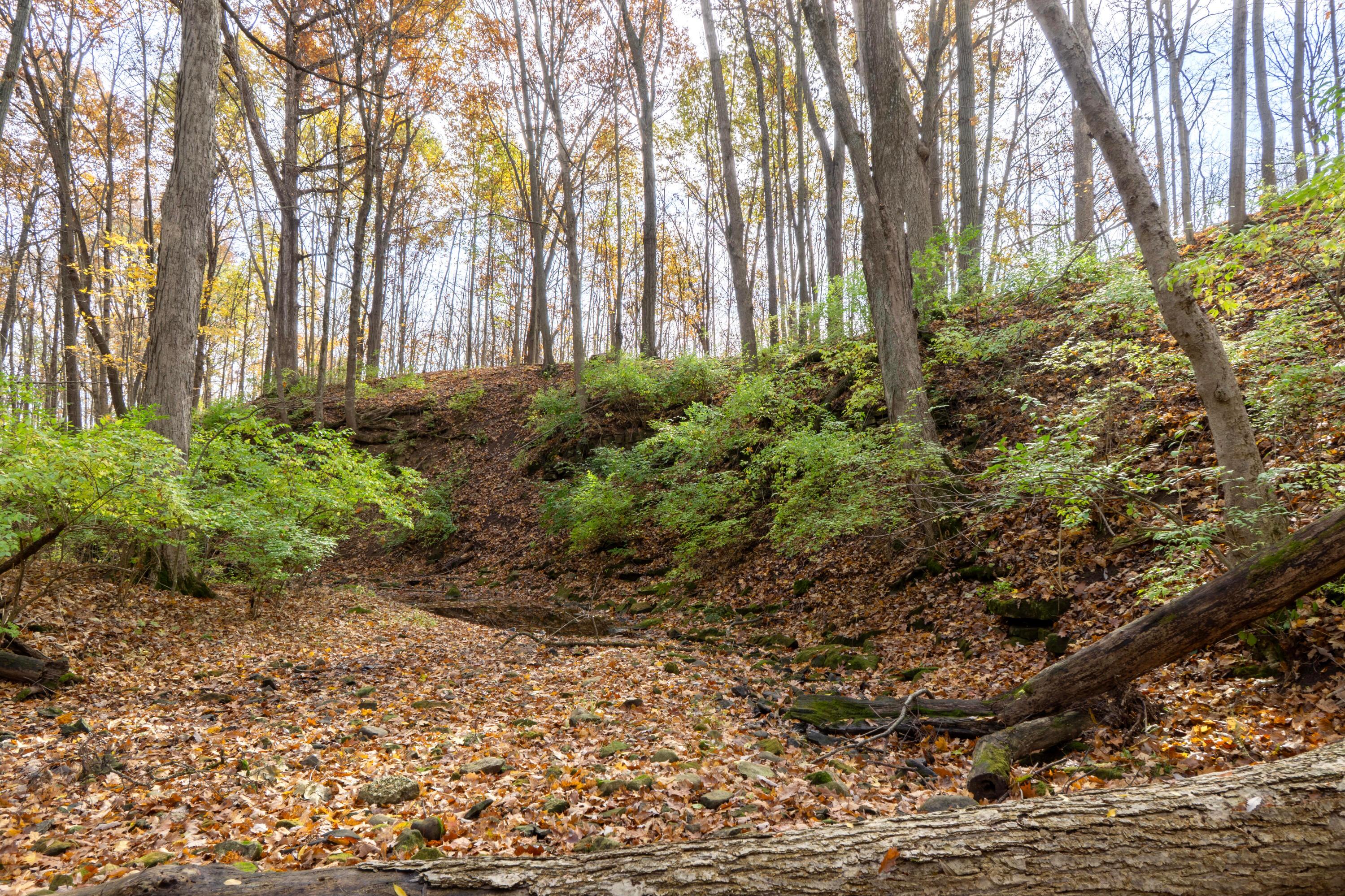 3880 Fry Road Ostrander, OH 43061 - Photo 64 of 82 More beautiful nature.