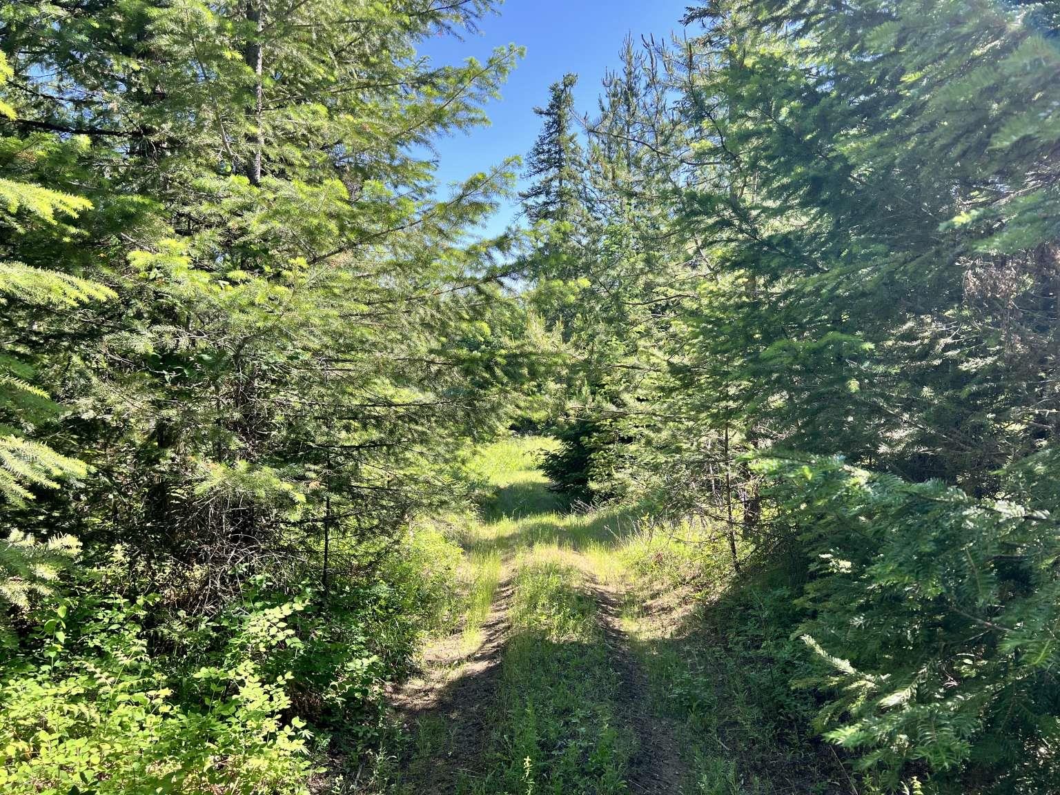 1922 Gray Road Newport, WA 99156 - Photo 14 of 38