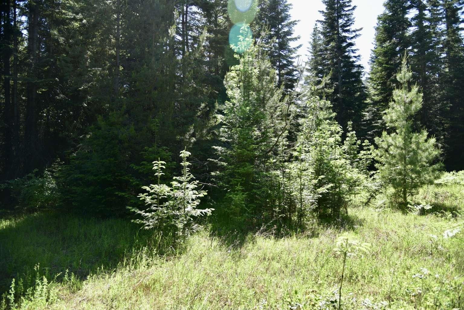 1922 Gray Road Newport, WA 99156 - Photo 20 of 38