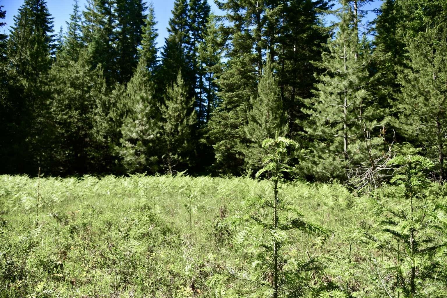 1922 Gray Road Newport, WA 99156 - Photo 22 of 38