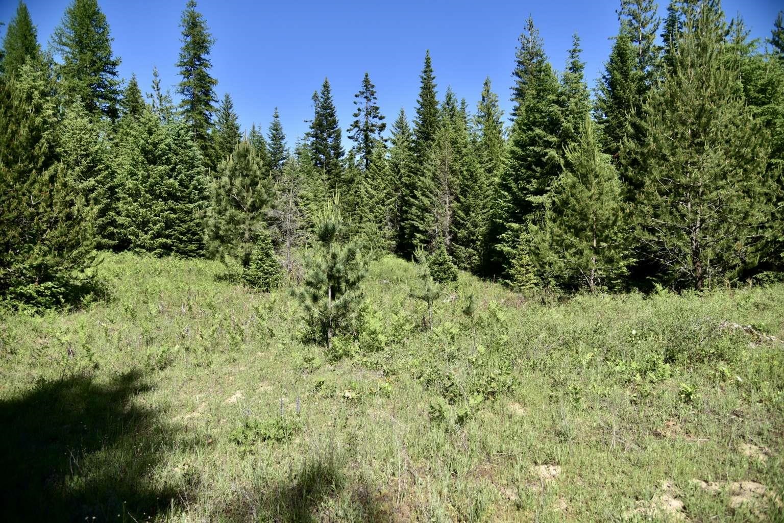 1922 Gray Road Newport, WA 99156 - Photo 25 of 38