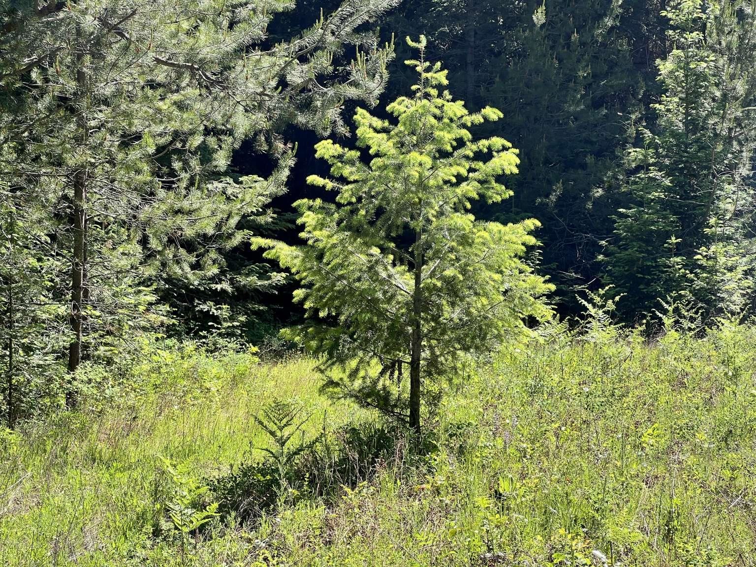 1922 Gray Road Newport, WA 99156 - Photo 33 of 38