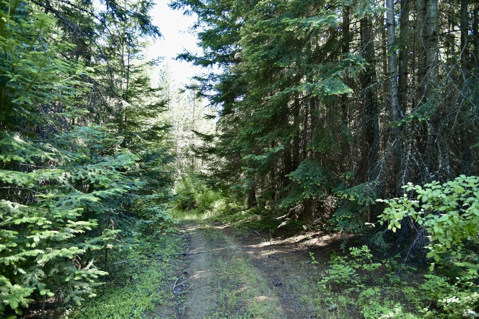 1922 Gray Road Newport, WA 99156 - Photo 5 of 38