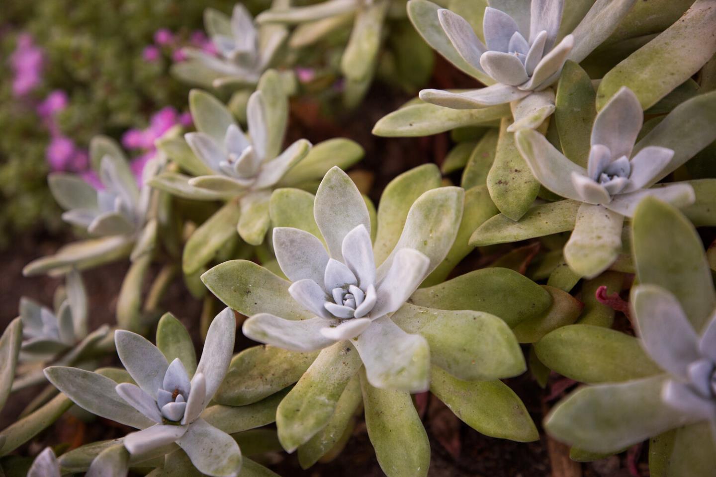 157-163 Spindrift Road Carmel, CA 93923 - Photo 95 of 100