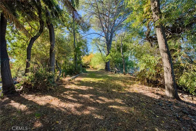 a view of a yard with plants and trees