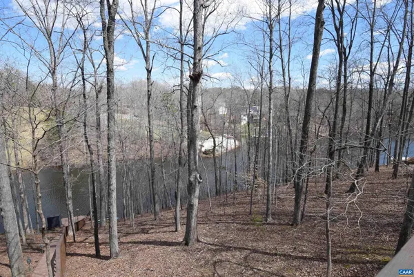 a view of a forest filled with trees