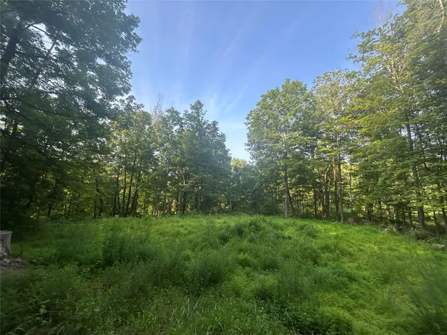 a view of a lush green space