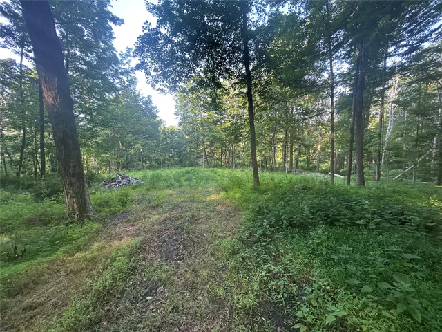 a view of a lush green forest