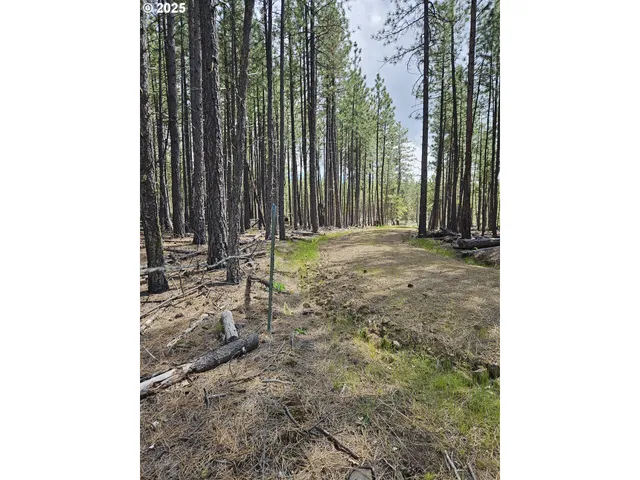 a view of a backyard with trees