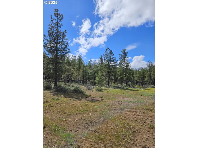 a view of a yard with trees in the background