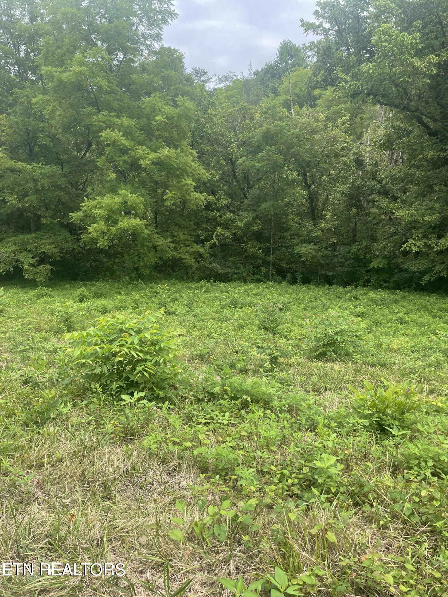 Hinds Creek Rd Road Andersonville, TN 37705 - Photo 1 of 10 IMG_6841