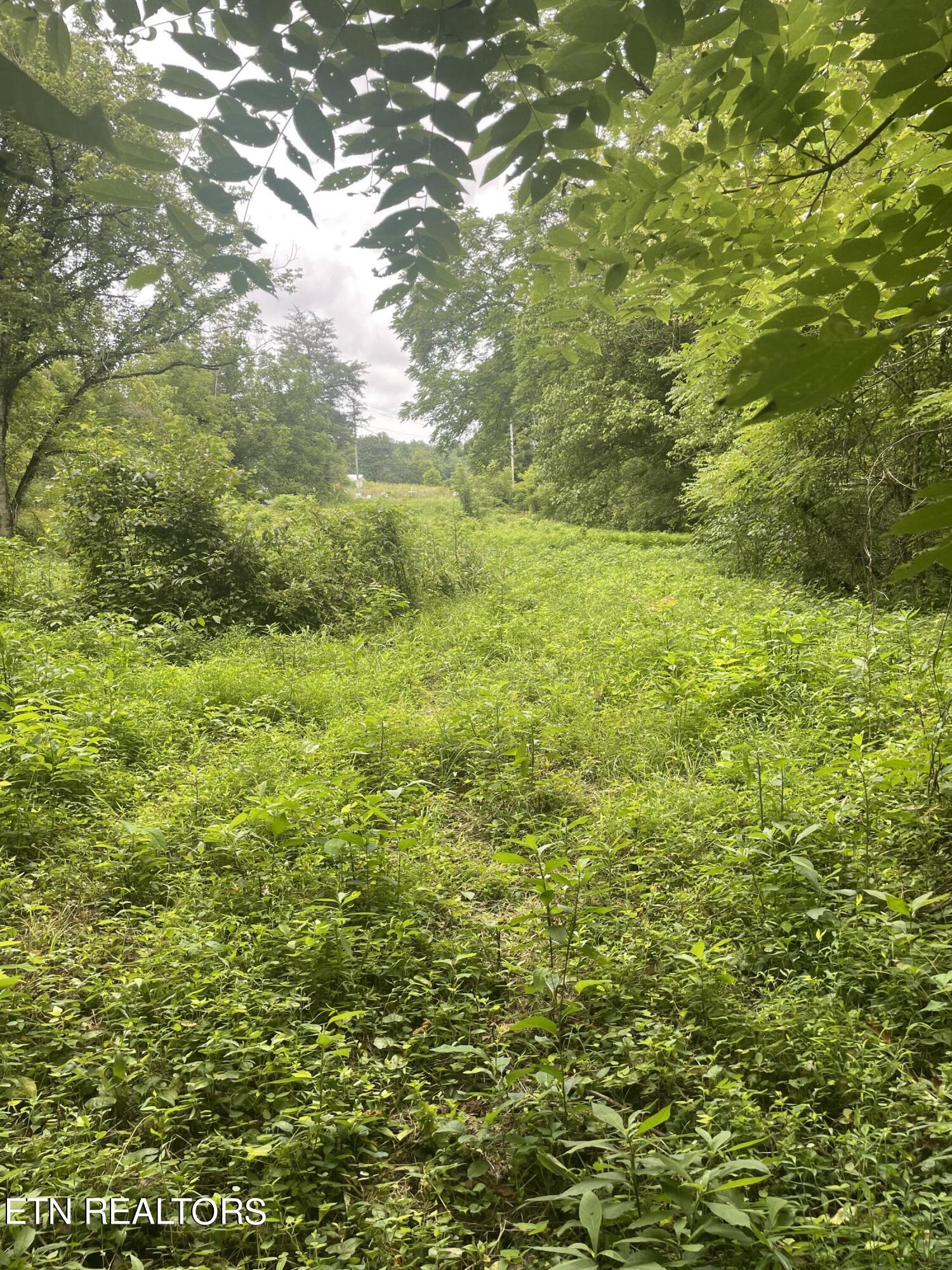 Hinds Creek Rd Road Andersonville, TN 37705 - Photo 6 of 10 IMG_6839