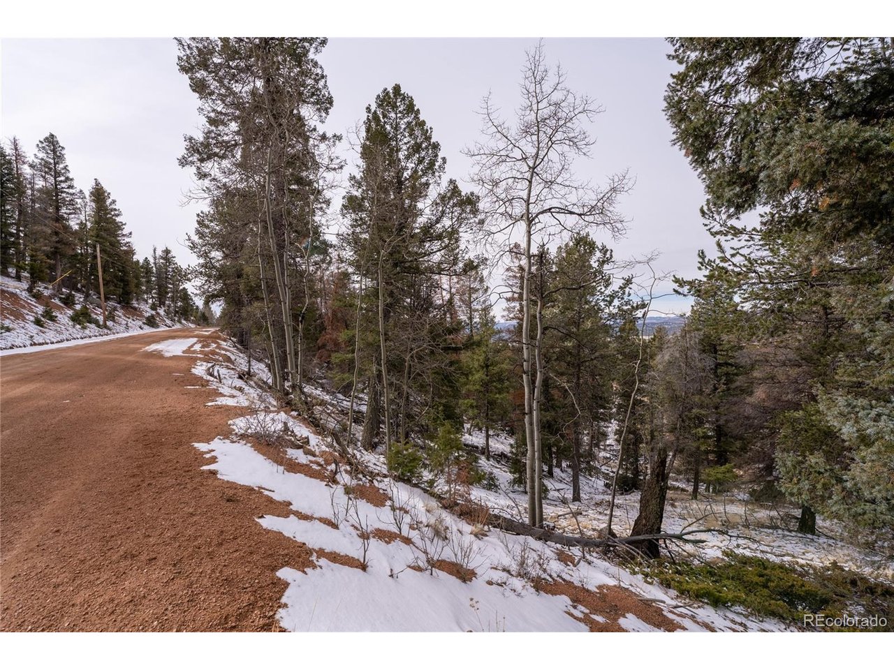 3388 North Mountain Estates Road Florissant, CO 80816 - Photo 36 of 36 a view of a forest filled with trees